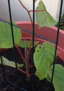 Kiwi Fruit - Female