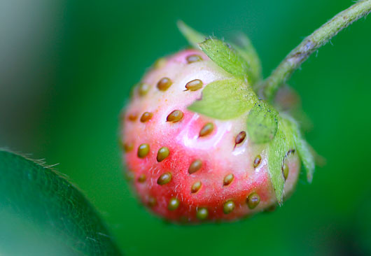 Garden Strawberry 