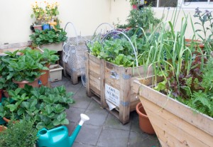 A Kitchen Garden