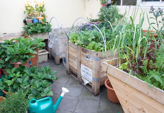 A Kitchen Garden