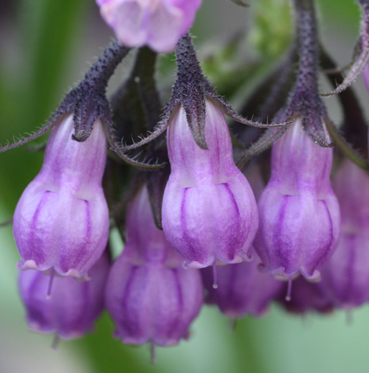 Comfrey Flowers