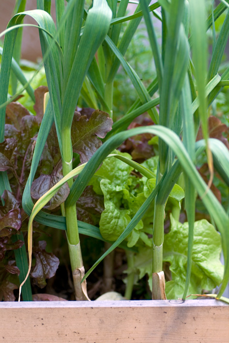 Garlic Plants