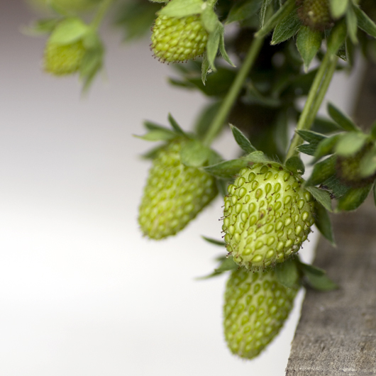 Unripe Strawberries