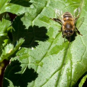 Bee on Comfrey Plant