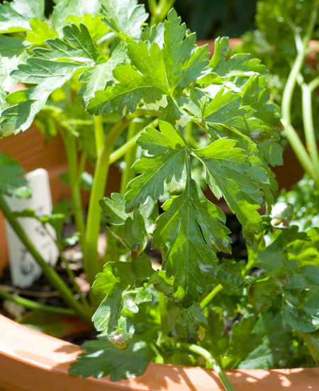 Continental Parsley