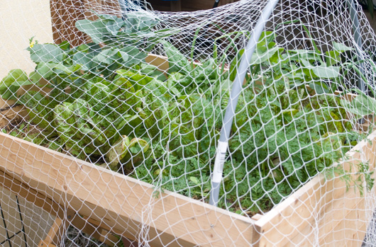 Netting on Planter Box