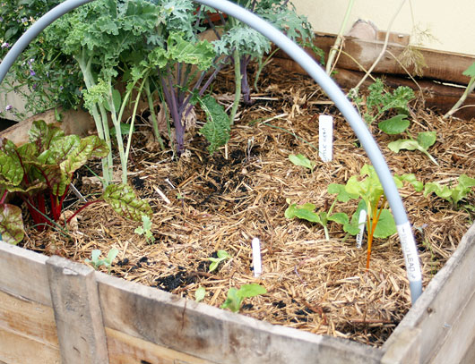 planter-box