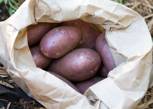 Royal Blue Potatoes