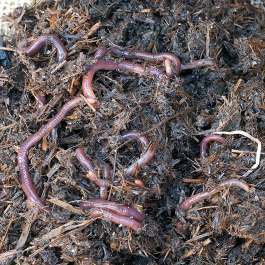 Om Nom Ally - DIY Worm Farm