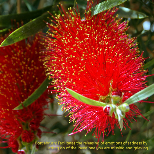 Bottlebrush | Flower Essences for the Loss of A Pet