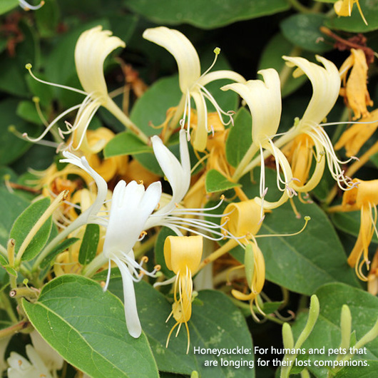 Honeysuckle | Flower Essences for the Loss of A Pet
