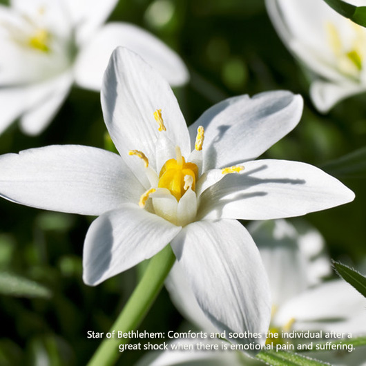 Flower Essences For The Loss Of A Pet Omnomally