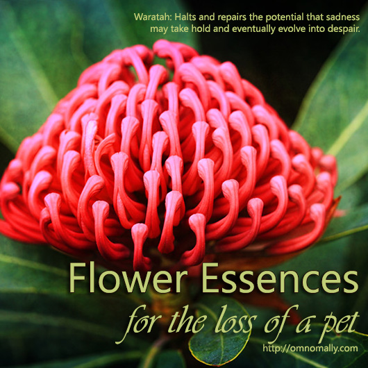 Flower Essences for the Loss of A Pet