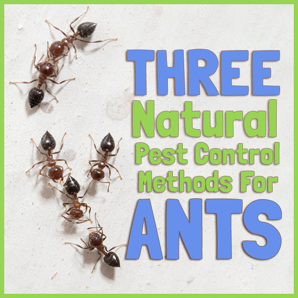 Natural Pest Control for Ants | Om Nom Ally